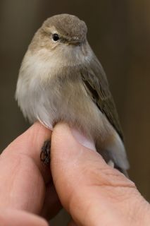 Tjiftjaf Tristis