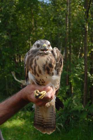 Buizerd