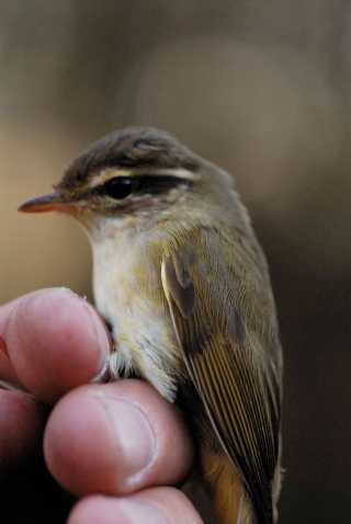 Radde's Warbler