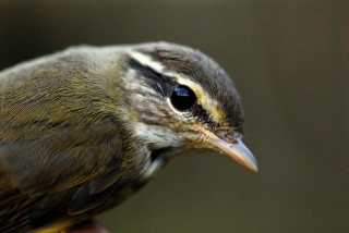 Radde's Warbler