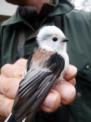 tienduizendste vogel van 2010