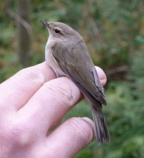 Tristis?