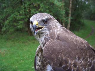 Buizerd