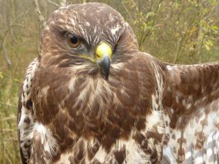 Buizerd