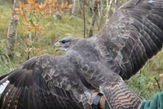 Buizerd