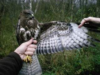 Buizerd retour