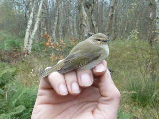 Fitis abientinus!
