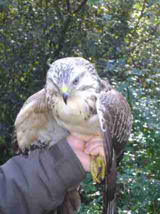 Buizerd