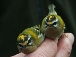 Een doublet vuurgoudhanen