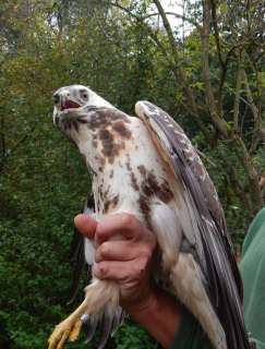 Buizerd