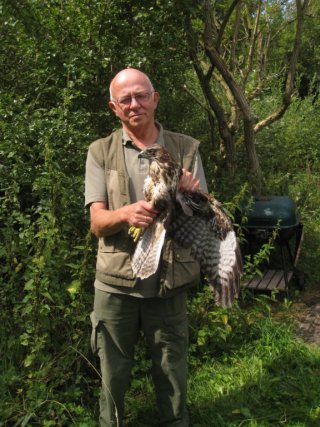 de eerste buizerd van het jaar