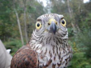 Kijk 'ns naar het vogeltje