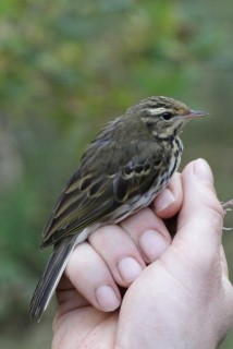 Siberische Boompieper
