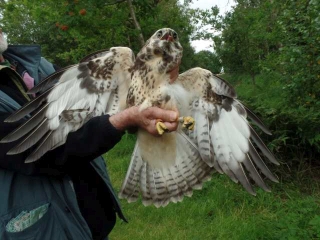 Buizerd