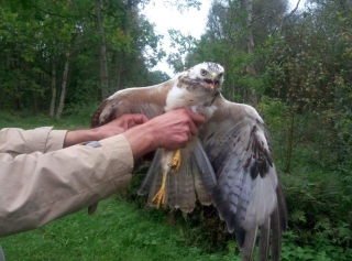 Buizerd