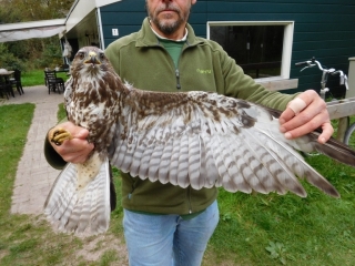 Buizerd