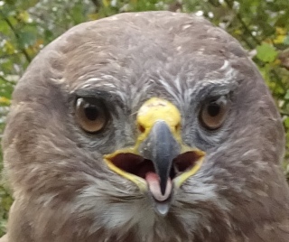 Buizerd