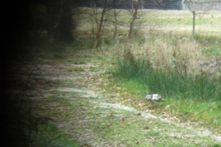 Buizerd aan de maaltijd