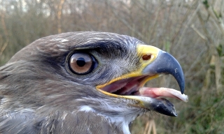 Buizerd