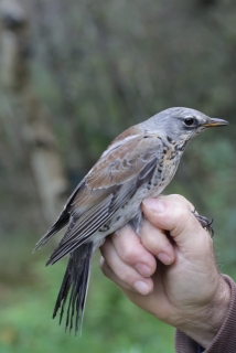 Kramsvogel