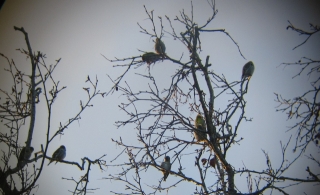 sijsjes in de boom