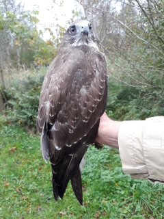 
Buizerd