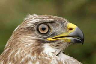 Buizerd