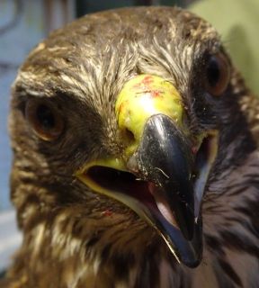 Buizerd