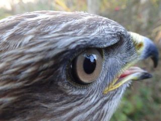 Buizerd