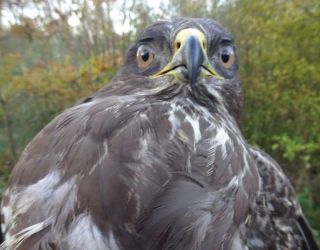 Buizerd