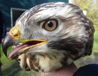 Buizerd