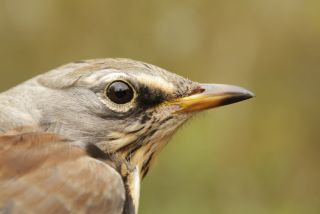 Kramsvogel