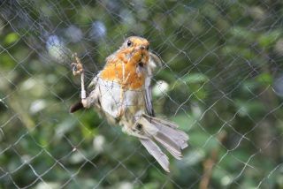 Roodborst in het net