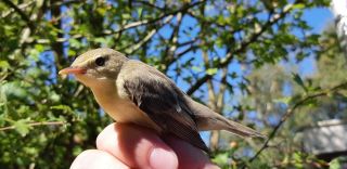 Spotvogel