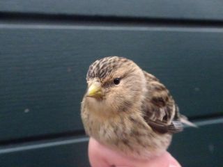 Twite, yellow bill