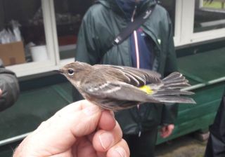 Myrtle warbler