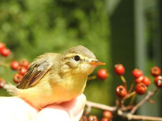 Een Sylvia