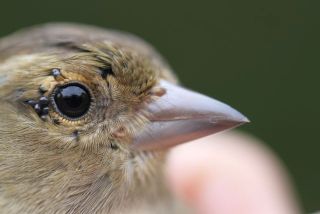 Vink met passagiers