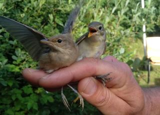 Kleine Karrekiet en Spotvogel