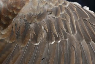 Kramsvogel eerste kalenderjaar met ruigrens