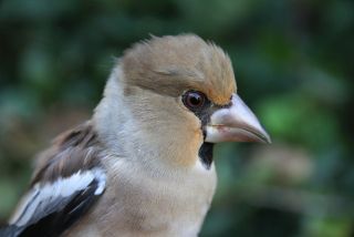 Appelvink vrouw