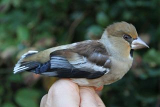 Appelvink vrouw