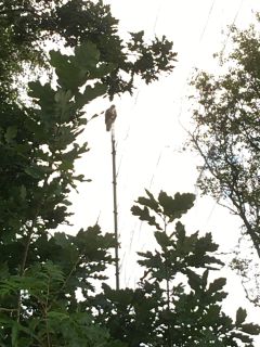 Buizerd als vogelverschrikker