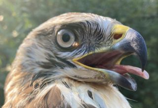 Buizerd"