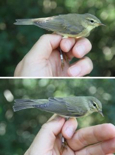 Juveniele en adulte Fitis