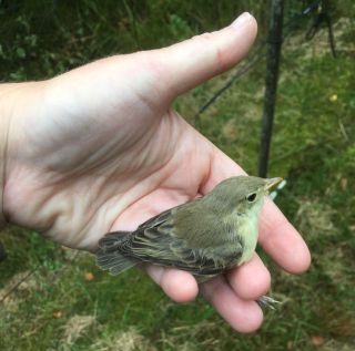 Juveniele Spotvogel