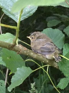 Juveniele Tjiftjaf