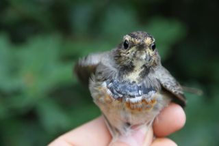 Blauwborst, juveniel