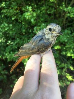 Juveniele Gekraagde Roodstaart