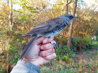 Kramsvogel